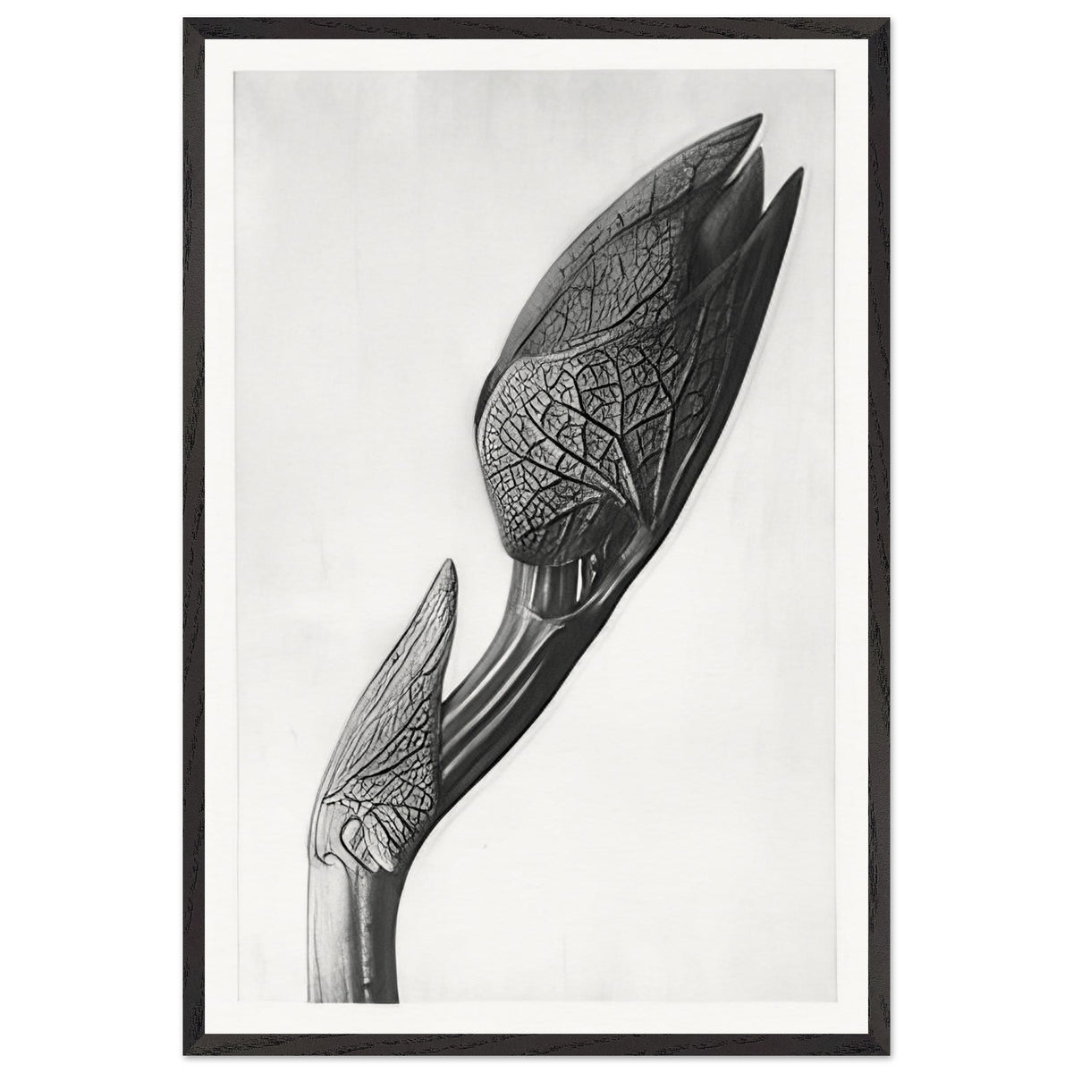 Art Forms in Nature 58 by Karl Blossfeldt, framed poster