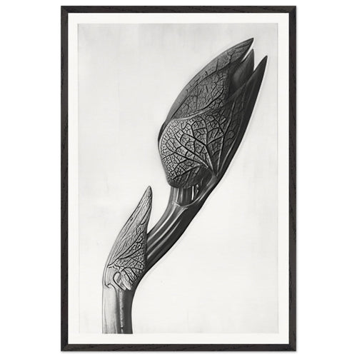 Art Forms in Nature 58 by Karl Blossfeldt, framed poster
