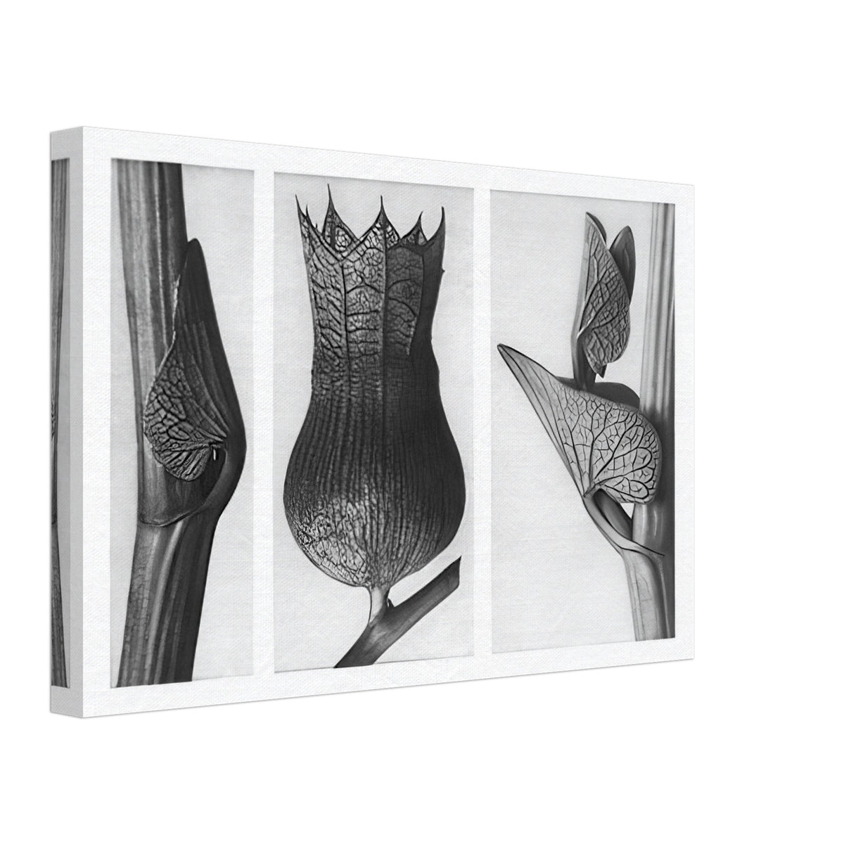 Art Forms in Nature 59 by Karl Blossfeldt, canvas, view 2