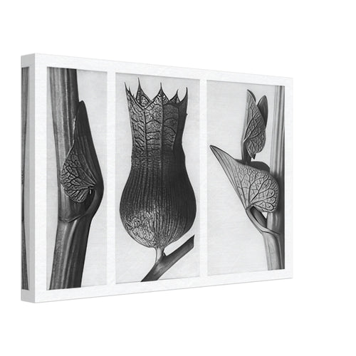 Art Forms in Nature 59 by Karl Blossfeldt, canvas, view 2