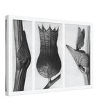 Art Forms in Nature 59 by Karl Blossfeldt, canvas