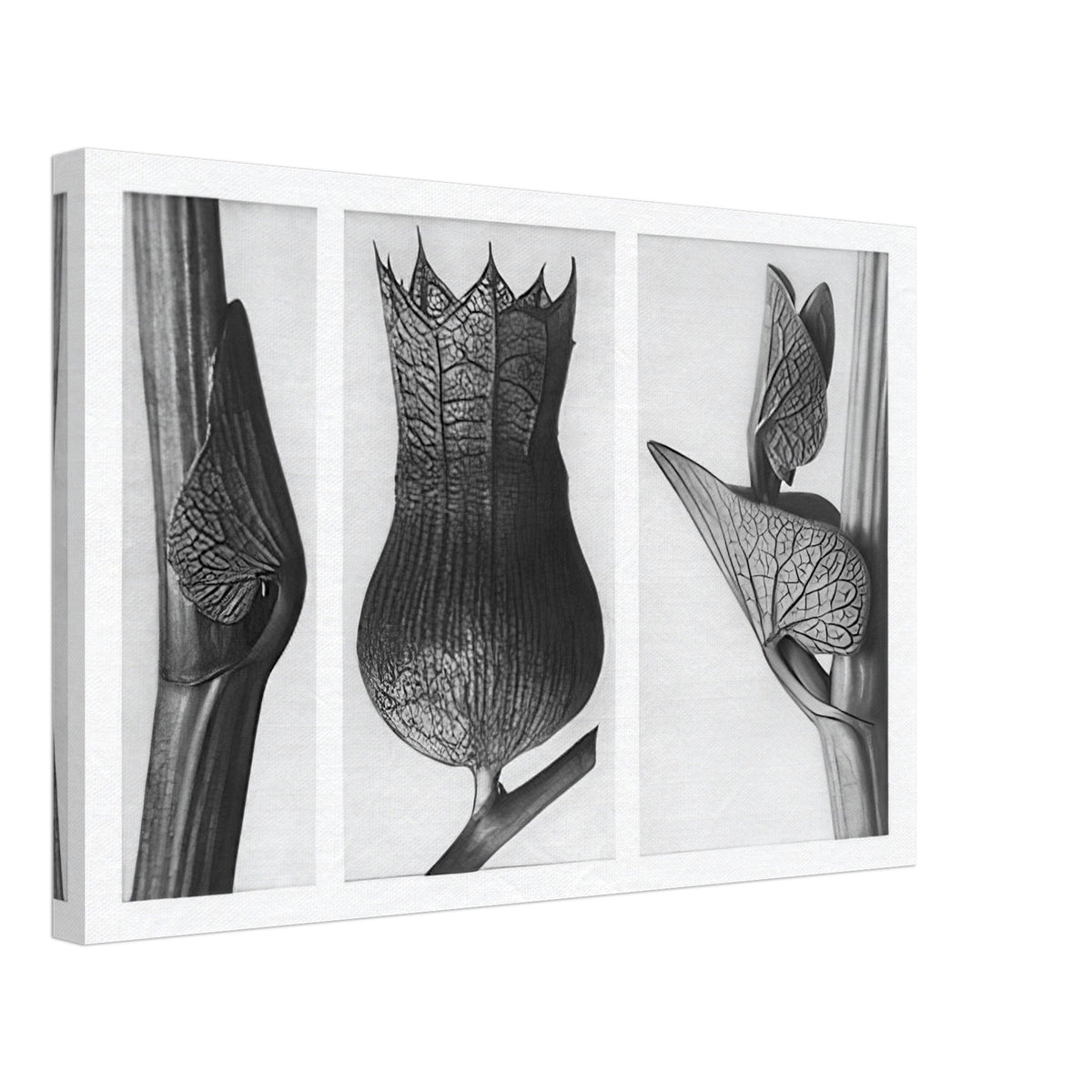 Art Forms in Nature 59 by Karl Blossfeldt, canvas