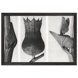 Art Forms in Nature 59 by Karl Blossfeldt, framed poster, view 2
