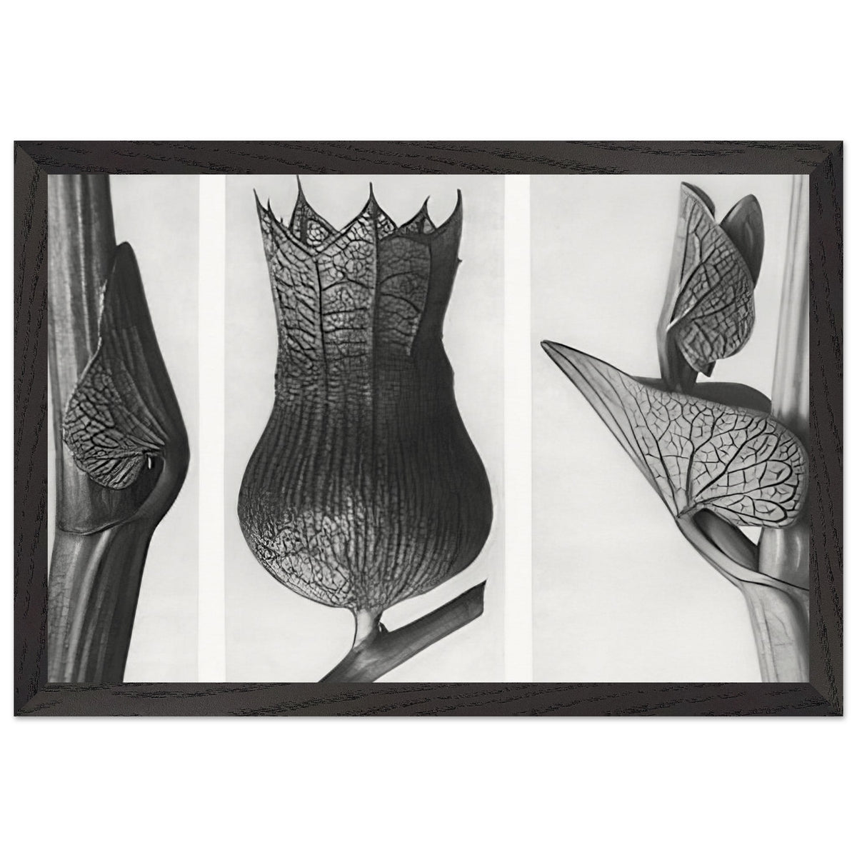 Art Forms in Nature 59 by Karl Blossfeldt, framed poster, view 2