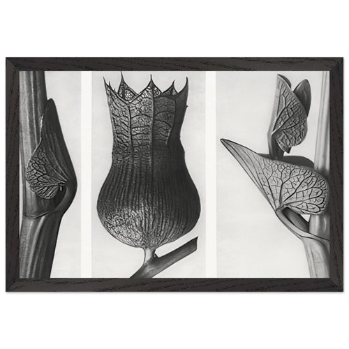 Art Forms in Nature 59 by Karl Blossfeldt, framed poster, view 2
