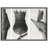Art Forms in Nature 59 by Karl Blossfeldt, framed poster, view 3