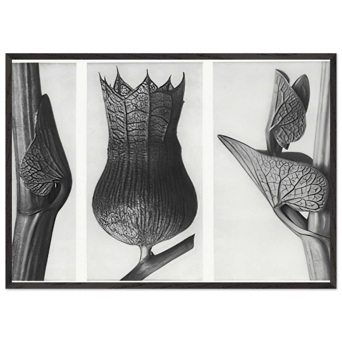 Art Forms in Nature 59 by Karl Blossfeldt, framed poster, view 3