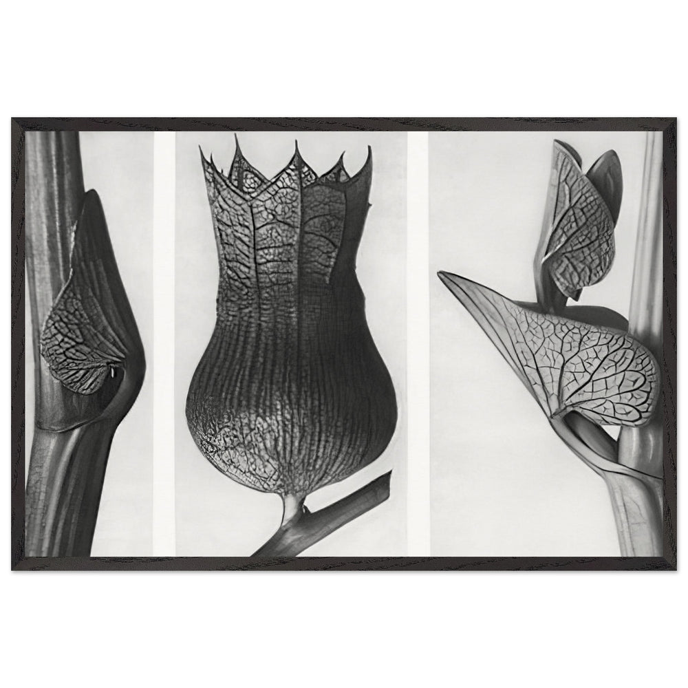 Art Forms in Nature 59 by Karl Blossfeldt, framed poster