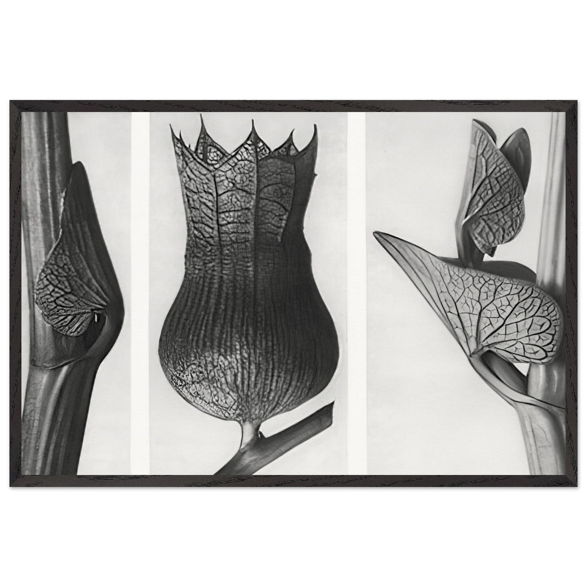 Art Forms in Nature 59 by Karl Blossfeldt, framed poster