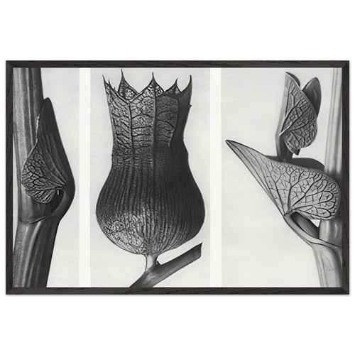 Art Forms in Nature 59 by Karl Blossfeldt, framed poster