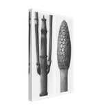 Art Forms in Nature 6 by Karl Blossfeldt Photograph, canvas, view 2