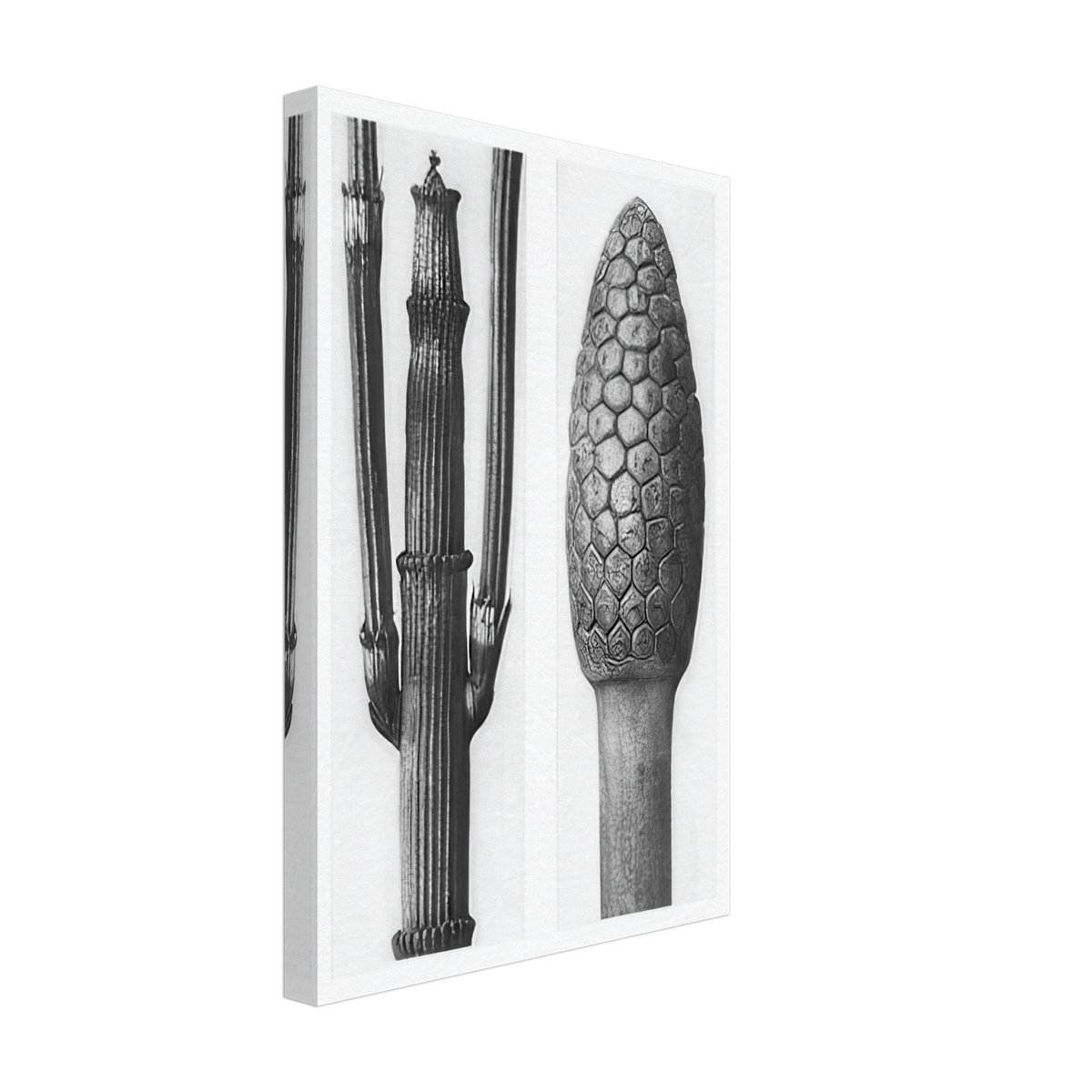 Art Forms in Nature 6 by Karl Blossfeldt Photograph, canvas, view 2