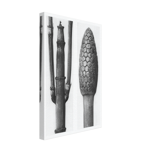 Art Forms in Nature 6 by Karl Blossfeldt Photograph, canvas, view 2