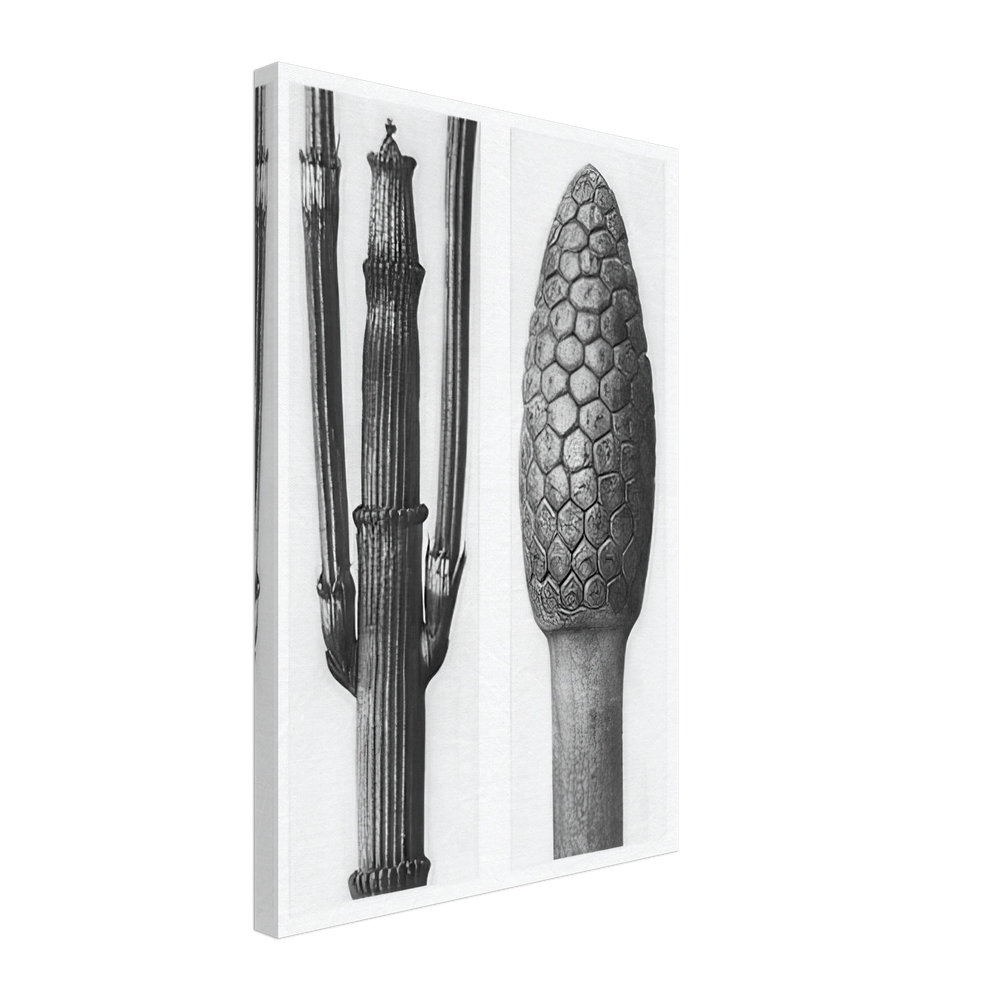 Art Forms in Nature 6 by Karl Blossfeldt Photograph, canvas
