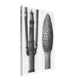 Art Forms in Nature 6 by Karl Blossfeldt Photograph, canvas