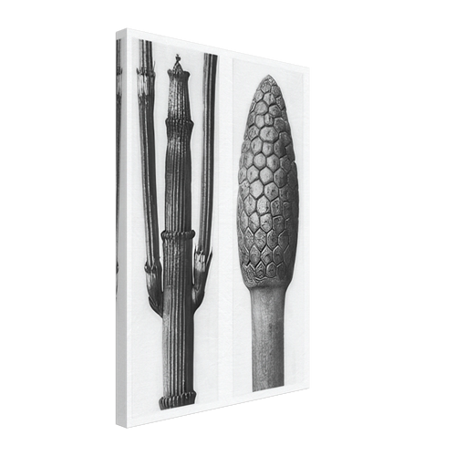 Art Forms in Nature 6 by Karl Blossfeldt Photograph, canvas