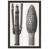 Art Forms in Nature 6 by Karl Blossfeldt Photograph, framed poster, view 2