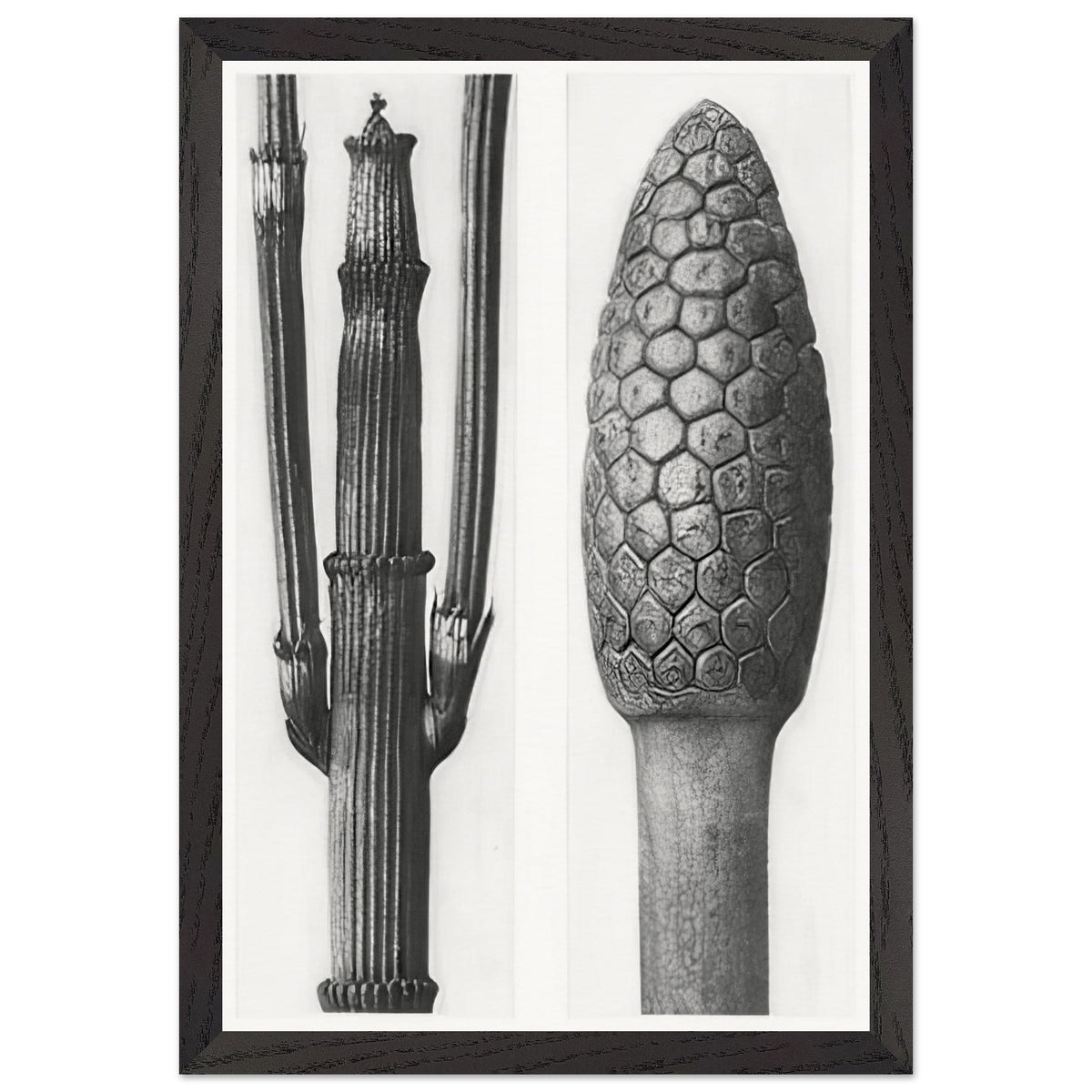 Art Forms in Nature 6 by Karl Blossfeldt Photograph, framed poster, view 2