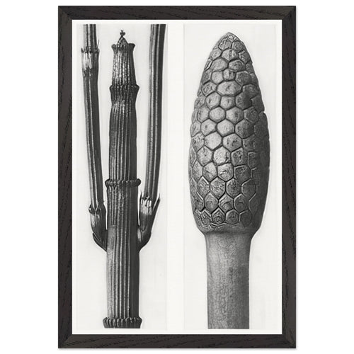 Art Forms in Nature 6 by Karl Blossfeldt Photograph, framed poster, view 2