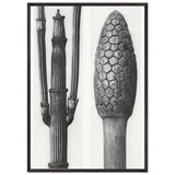 Art Forms in Nature 6 by Karl Blossfeldt Photograph, framed poster, view 3