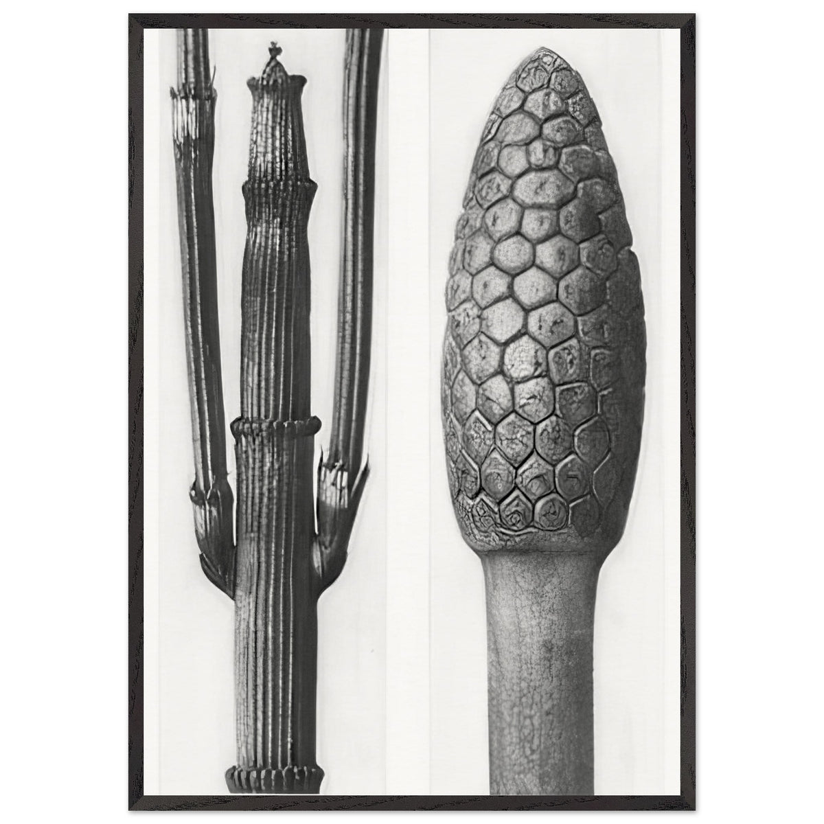 Art Forms in Nature 6 by Karl Blossfeldt Photograph, framed poster, view 3