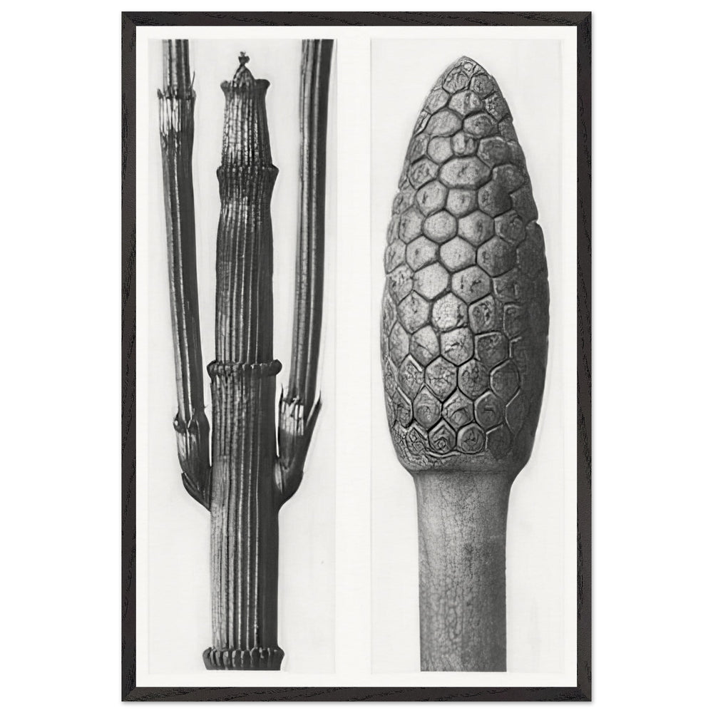 Art Forms in Nature 6 by Karl Blossfeldt Photograph, framed poster
