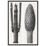 Art Forms in Nature 6 by Karl Blossfeldt Photograph, framed poster