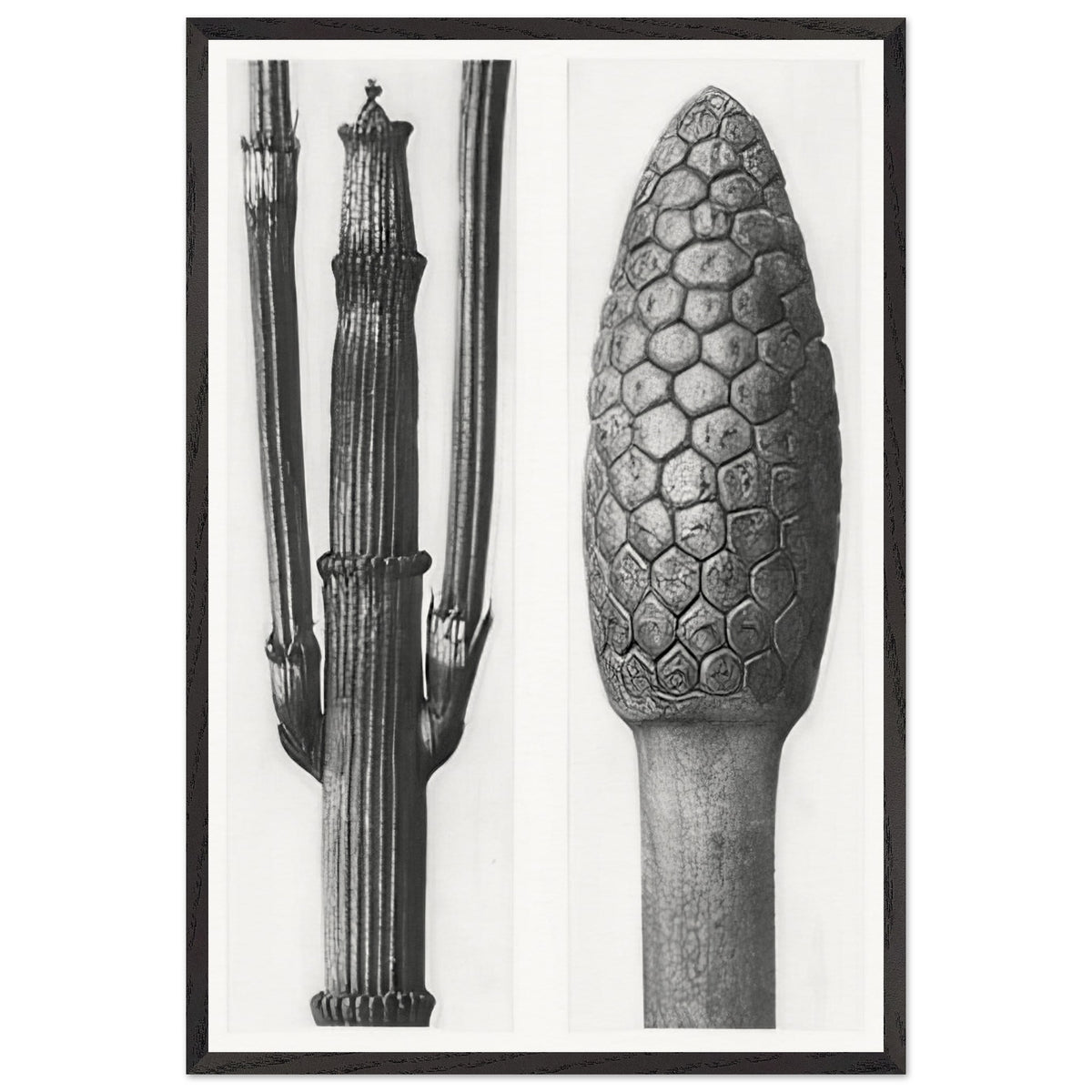 Art Forms in Nature 6 by Karl Blossfeldt Photograph, framed poster