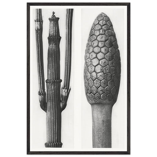 Art Forms in Nature 6 by Karl Blossfeldt Photograph, framed poster
