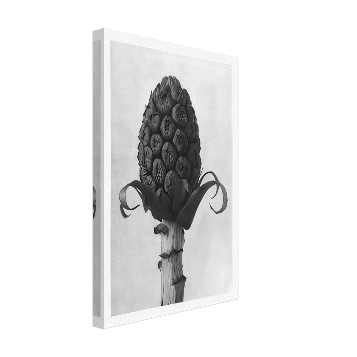 Art Forms in Nature 60 by Karl Blossfeldt, canvas, view 2
