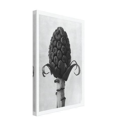 Art Forms in Nature 60 by Karl Blossfeldt, canvas, view 2