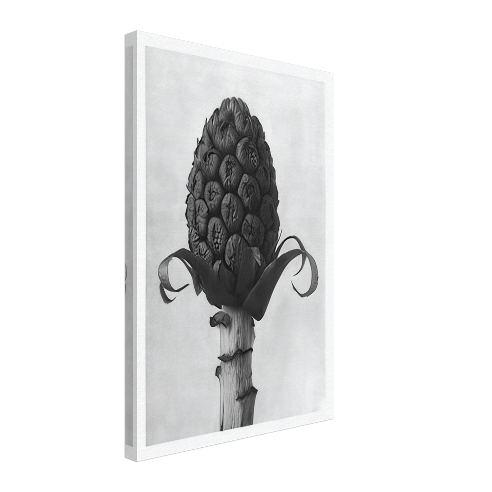 Art Forms in Nature 60 by Karl Blossfeldt, canvas