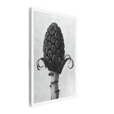 Art Forms in Nature 60 by Karl Blossfeldt, canvas