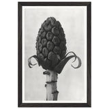 Art Forms in Nature 60 by Karl Blossfeldt, framed poster, view 2