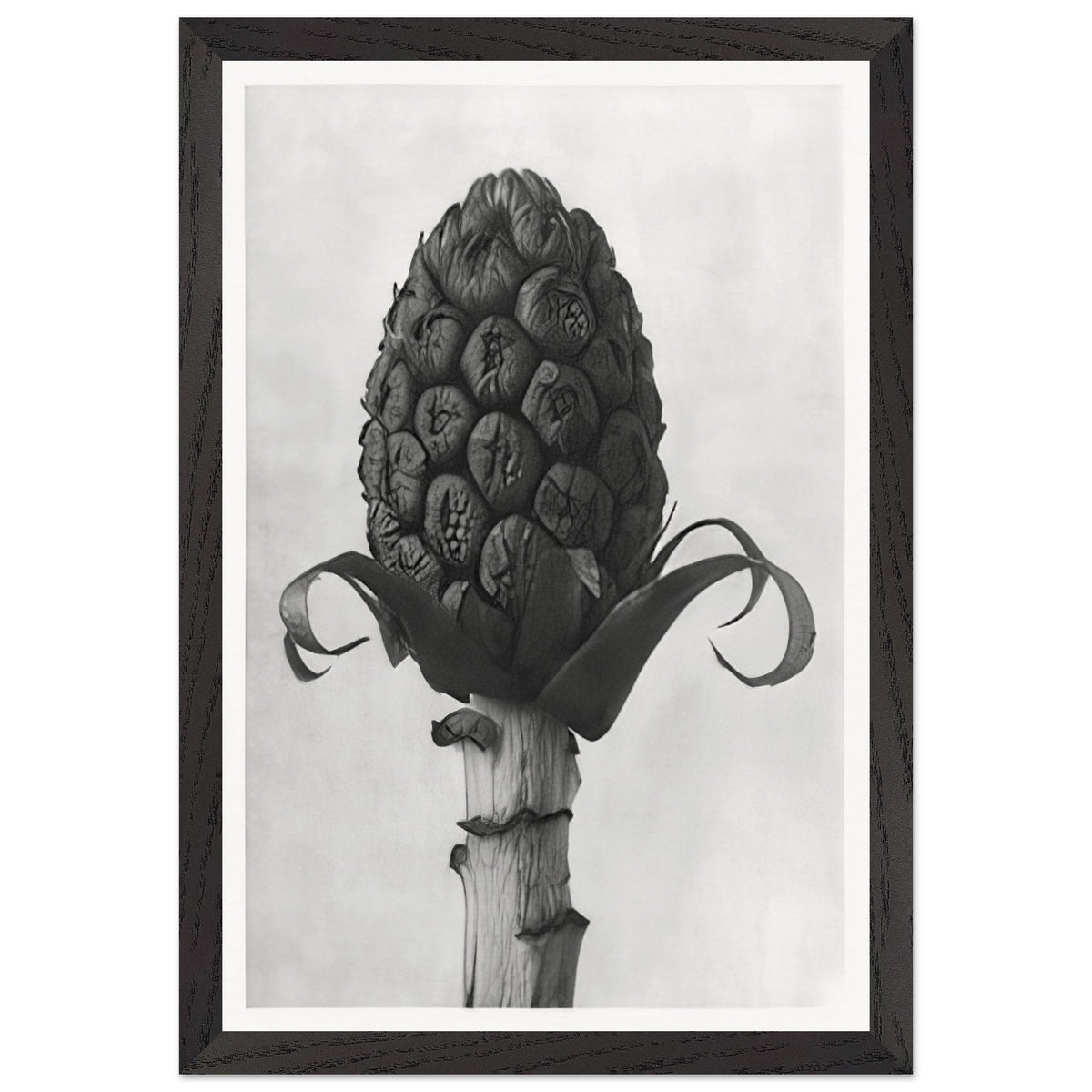 Art Forms in Nature 60 by Karl Blossfeldt, framed poster, view 2