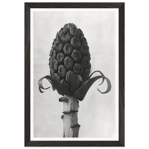 Art Forms in Nature 60 by Karl Blossfeldt, framed poster, view 2