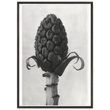 Art Forms in Nature 60 by Karl Blossfeldt, framed poster, view 3
