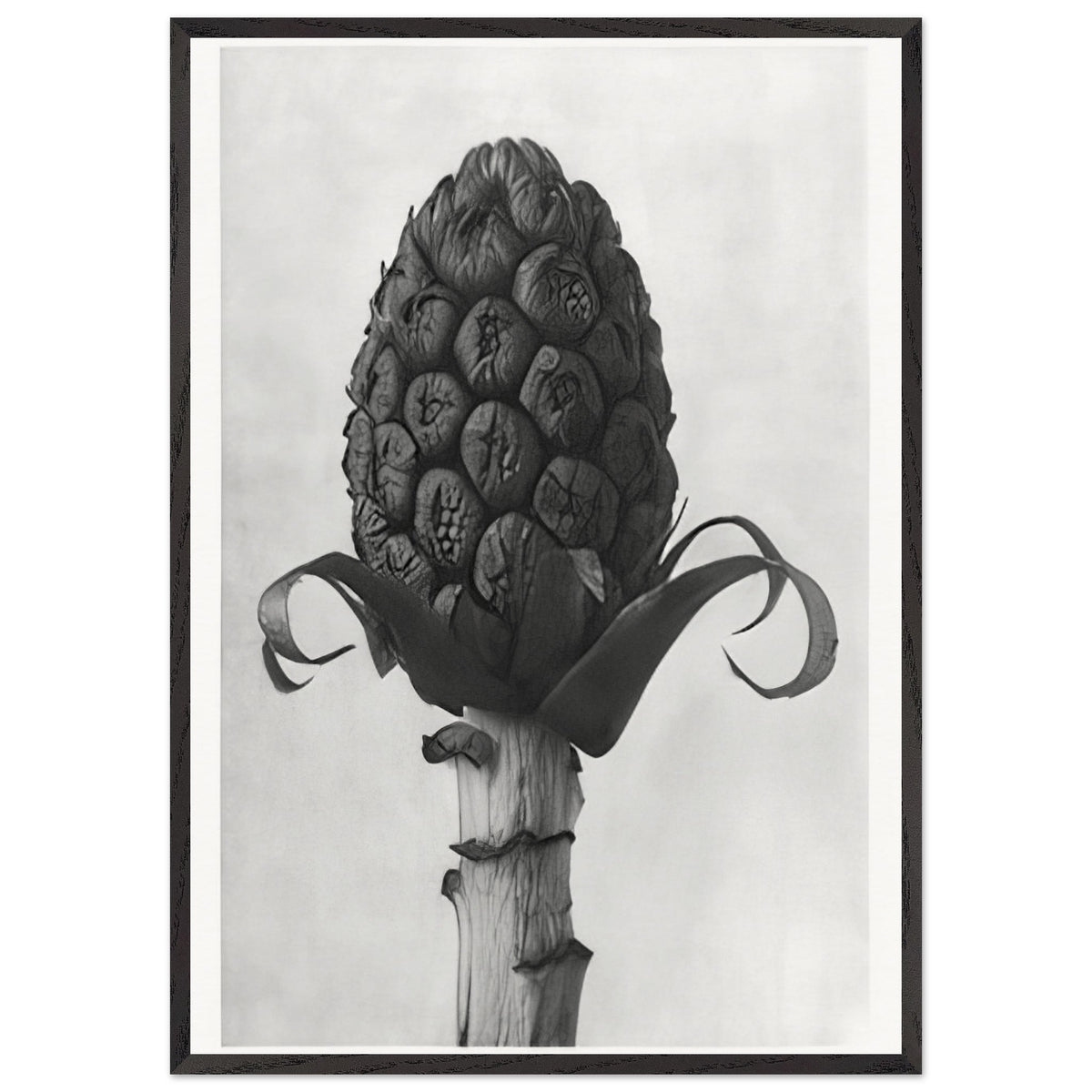 Art Forms in Nature 60 by Karl Blossfeldt, framed poster, view 3