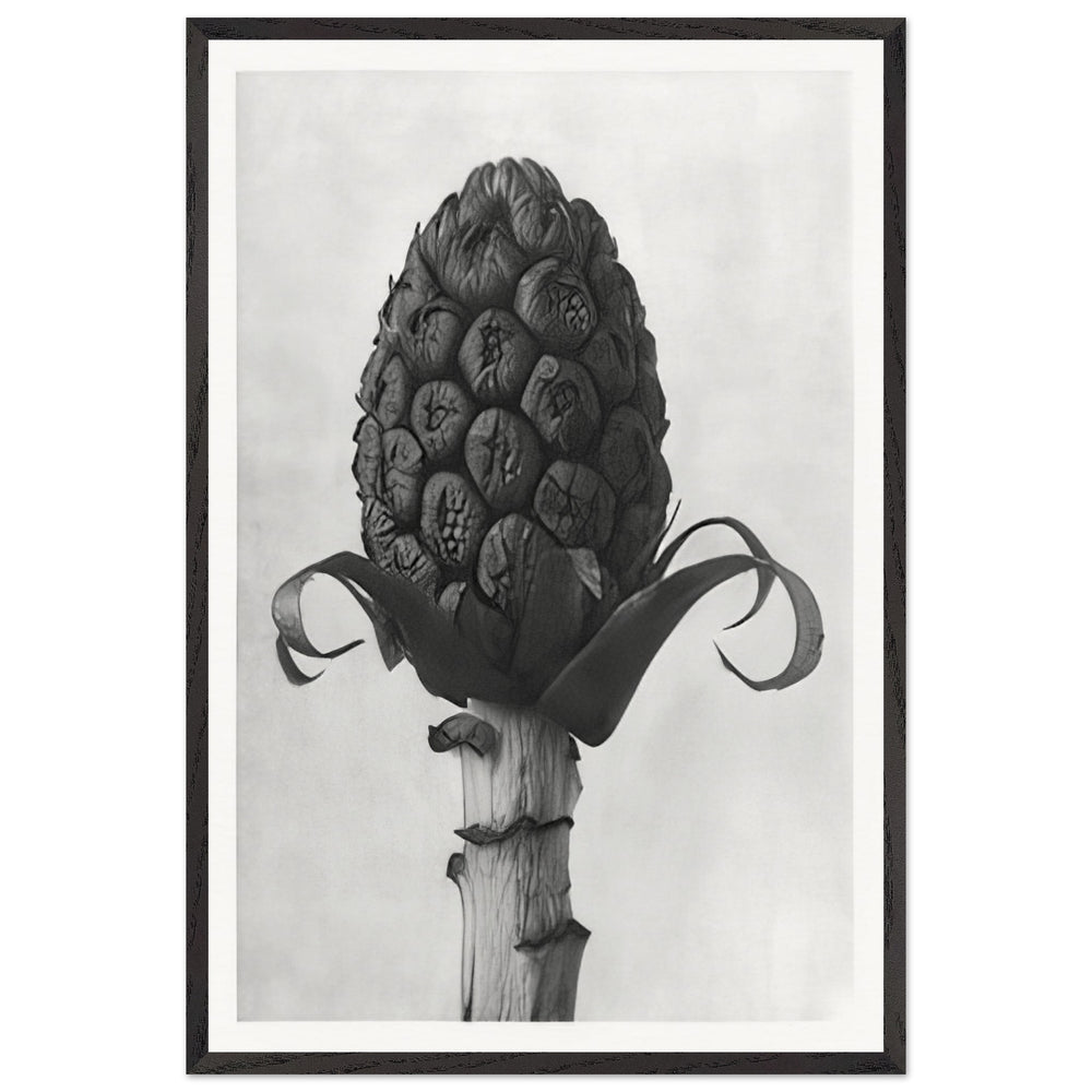 Art Forms in Nature 60 by Karl Blossfeldt, framed poster