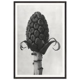 Art Forms in Nature 60 by Karl Blossfeldt, framed poster