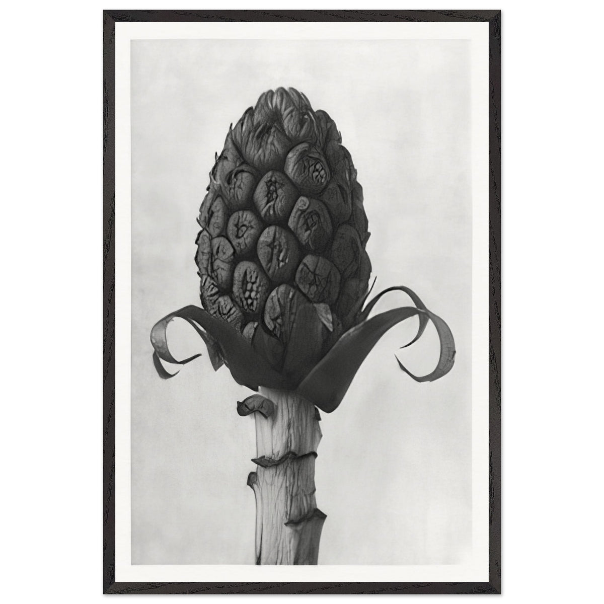 Art Forms in Nature 60 by Karl Blossfeldt, framed poster