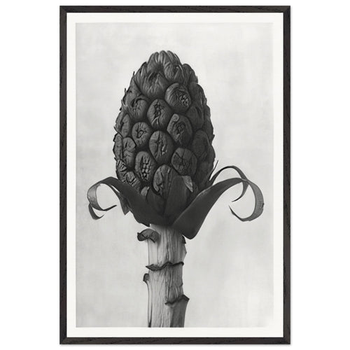 Art Forms in Nature 60 by Karl Blossfeldt, framed poster