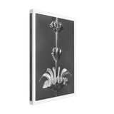Art Forms in Nature 61 by Karl Blossfeldt, canvas, view 2