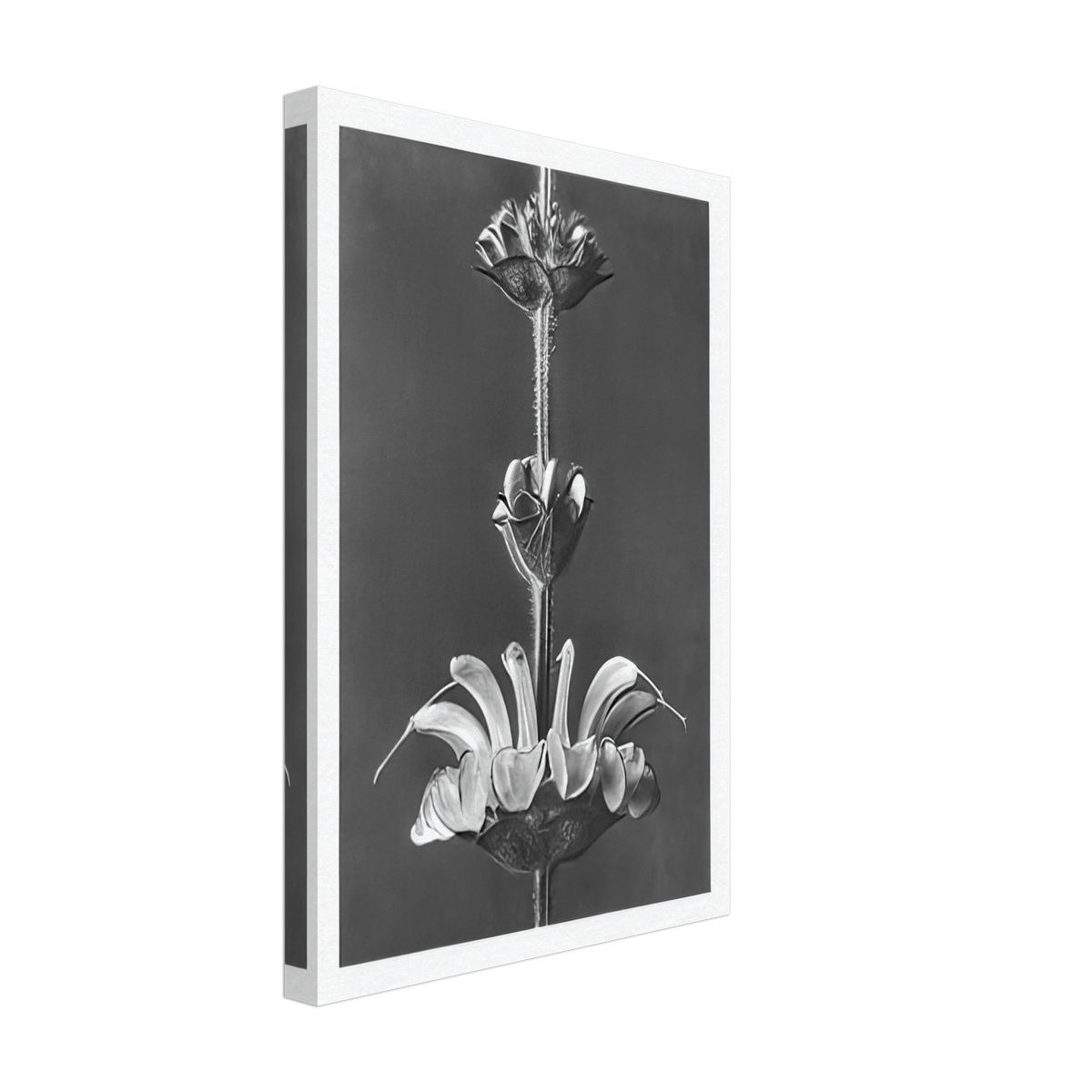 Art Forms in Nature 61 by Karl Blossfeldt, canvas, view 2