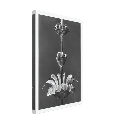Art Forms in Nature 61 by Karl Blossfeldt, canvas, view 2