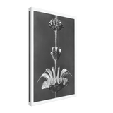 Art Forms in Nature 61 by Karl Blossfeldt, canvas