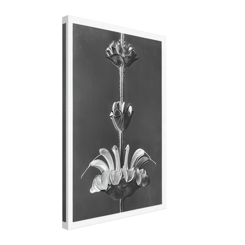 Art Forms in Nature 61 by Karl Blossfeldt, canvas