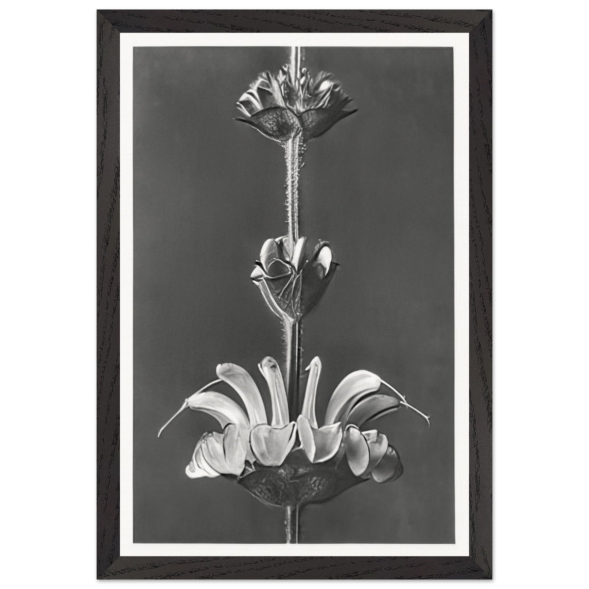Art Forms in Nature 61 by Karl Blossfeldt, framed poster, view 2