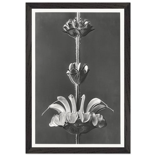 Art Forms in Nature 61 by Karl Blossfeldt, framed poster, view 2