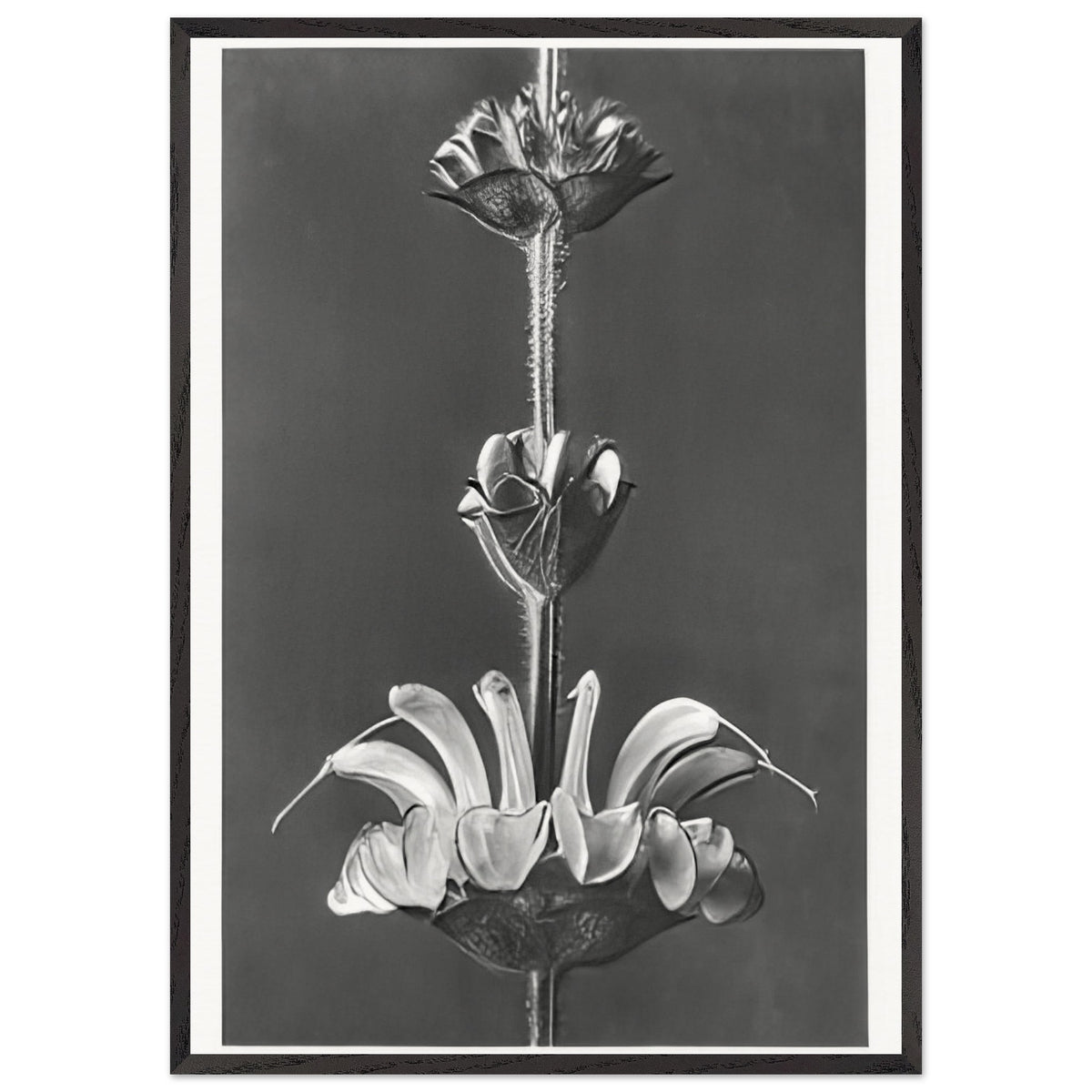 Art Forms in Nature 61 by Karl Blossfeldt, framed poster, view 3